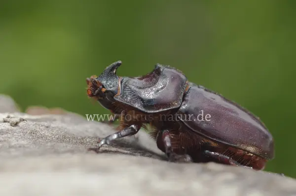 Fokus-Natur Bild