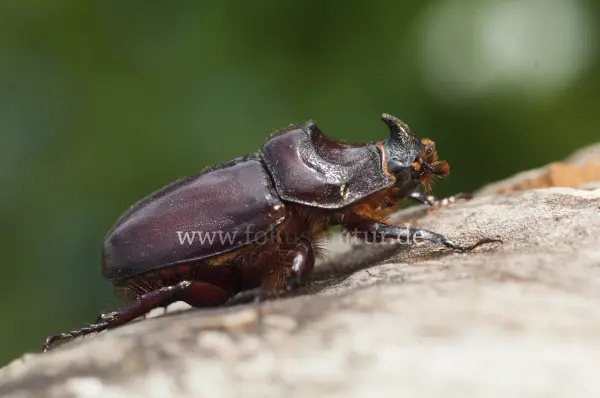 Fokus-Natur Bild