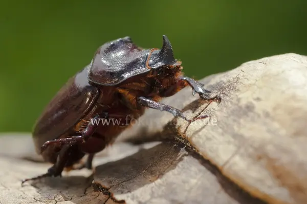 Fokus-Natur Bild