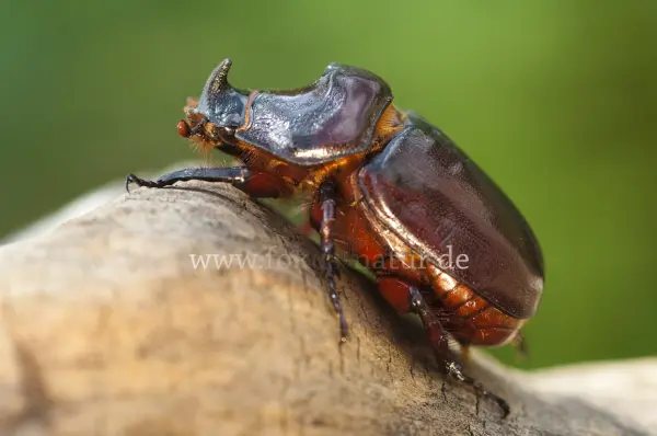 Fokus-Natur Bild