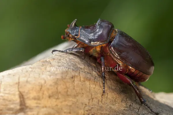Fokus-Natur Bild