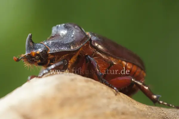 Fokus-Natur Bild