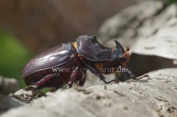 Fokus-Natur Bild
