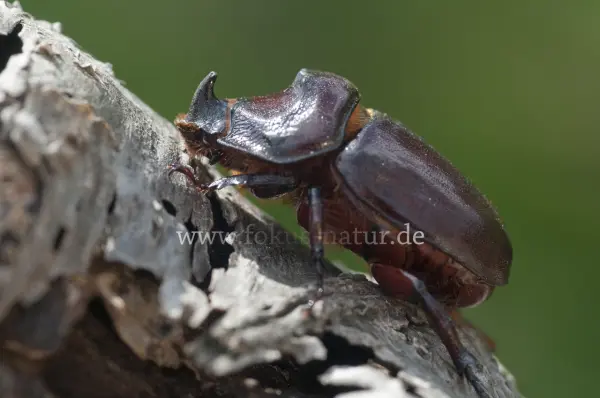 Fokus-Natur Bild