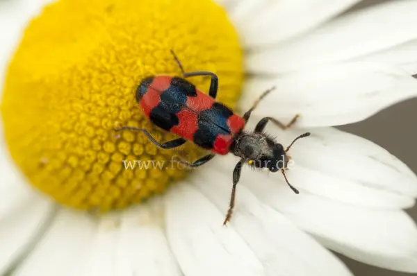 Fokus-Natur Bild