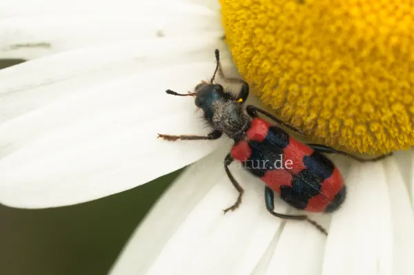 Fokus-Natur Bild