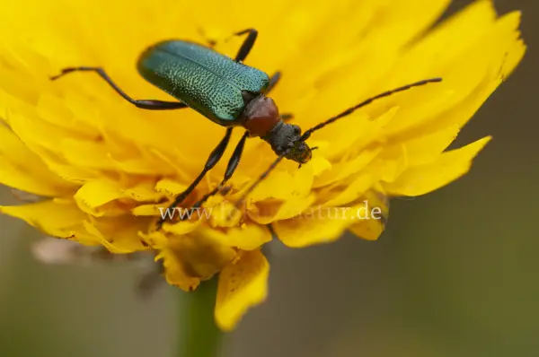 Fokus-Natur Bild