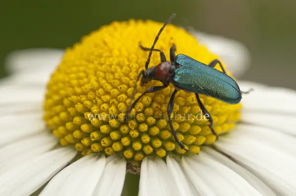 Fokus-Natur Bild