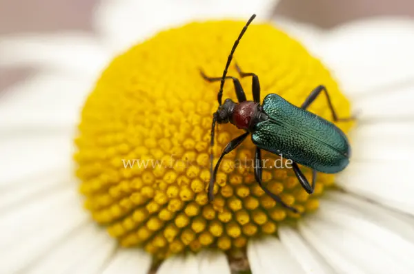 Fokus-Natur Bild