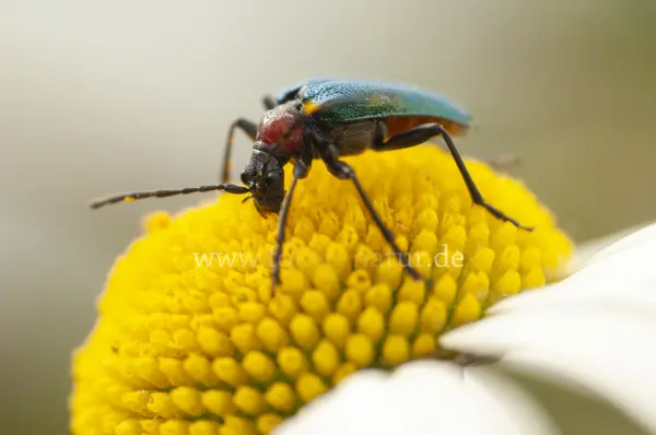 Fokus-Natur Bild