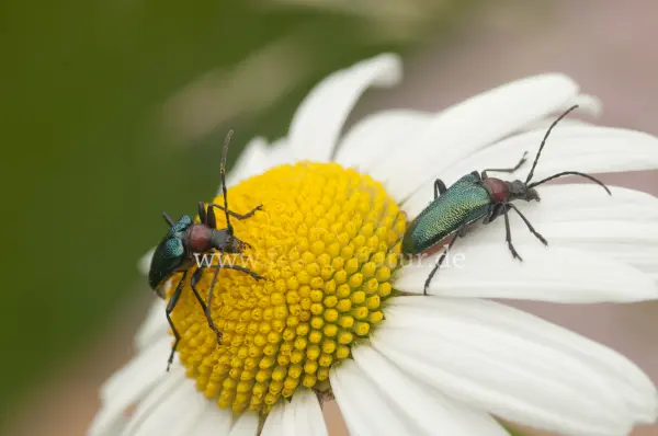 Fokus-Natur Bild