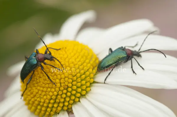 Fokus-Natur Bild