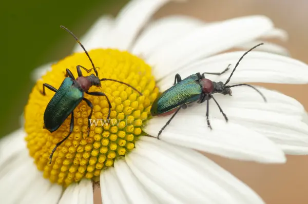 Fokus-Natur Bild