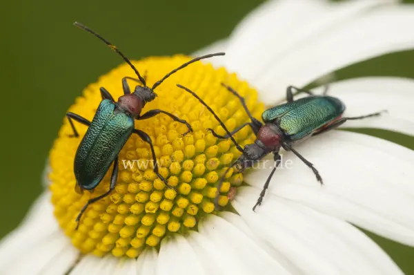 Fokus-Natur Bild