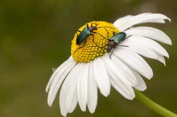 Fokus-Natur Bild