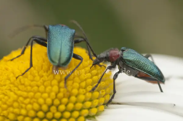 Fokus-Natur Bild