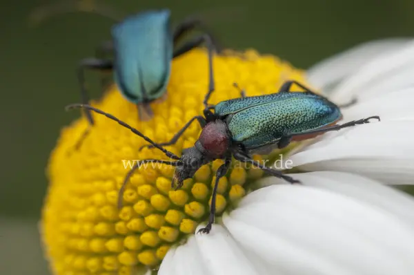 Fokus-Natur Bild
