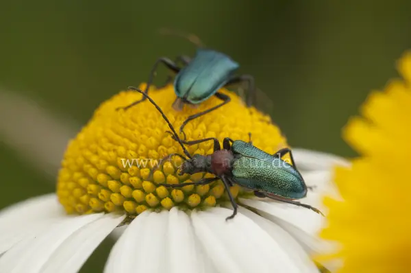 Fokus-Natur Bild