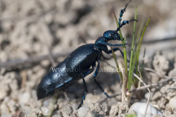 Fokus-Natur Bild