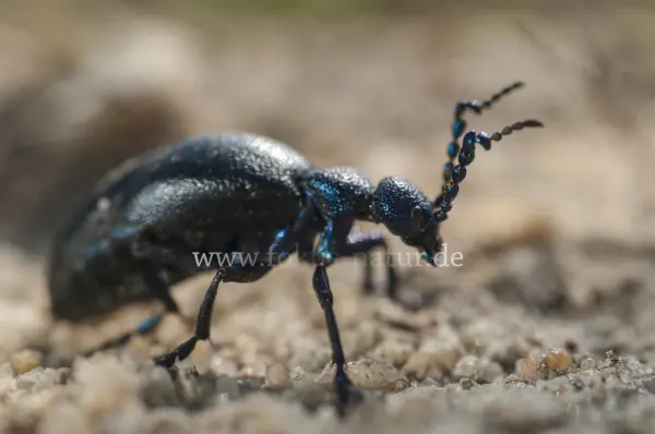 Fokus-Natur Bild