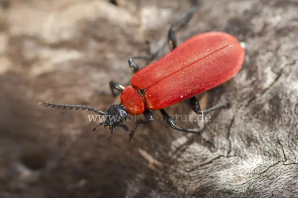 Fokus-Natur Bild