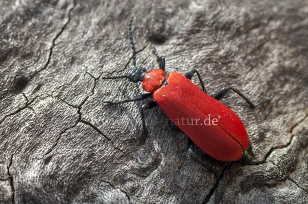 Fokus-Natur Bild