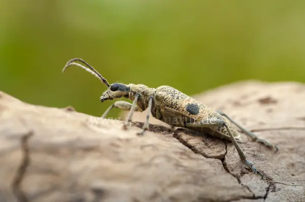 Fokus-Natur Bild