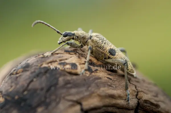 Fokus-Natur Bild