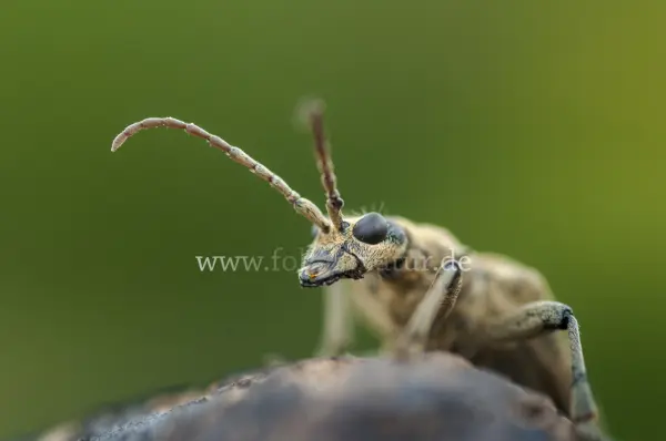 Fokus-Natur Bild