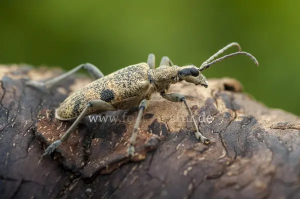Fokus-Natur Bild