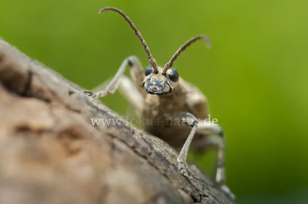 Fokus-Natur Bild