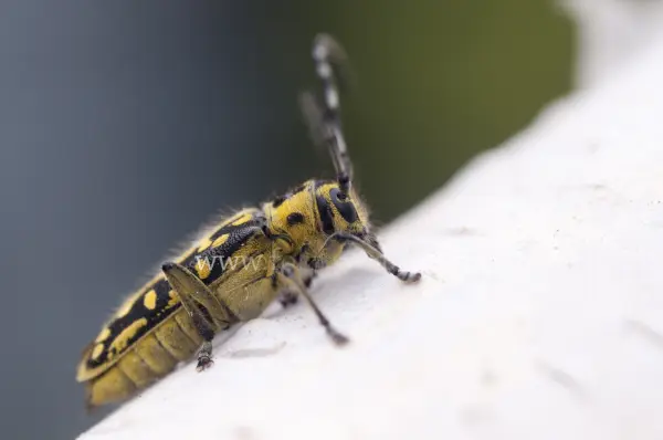Fokus-Natur Bild