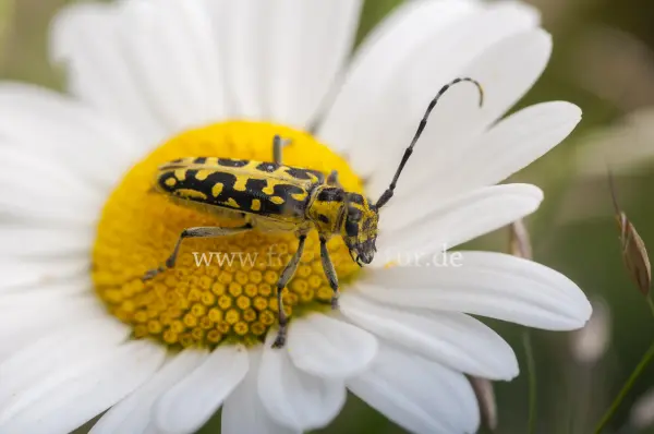 Fokus-Natur Bild
