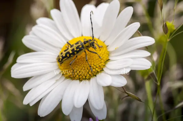 Fokus-Natur Bild