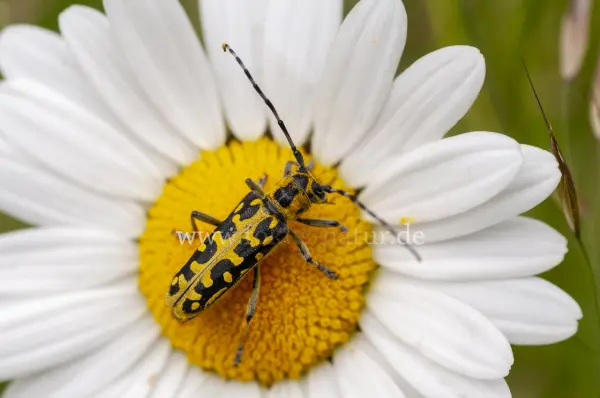 Fokus-Natur Bild