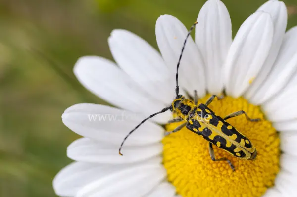 Fokus-Natur Bild