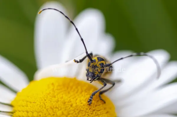 Fokus-Natur Bild
