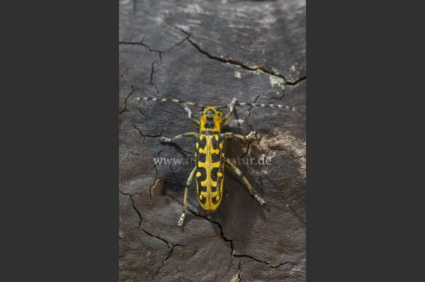 Fokus-Natur Bild