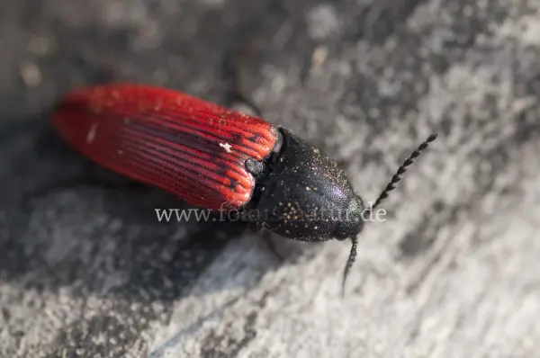 Fokus-Natur Bild