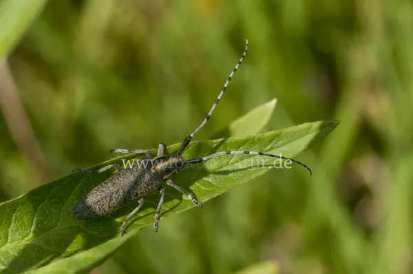 Fokus-Natur Bild