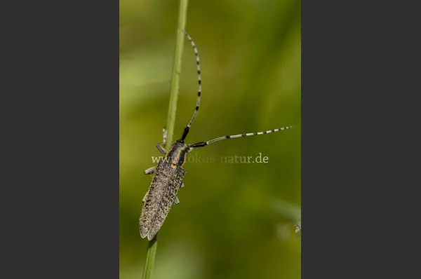 Fokus-Natur Bild
