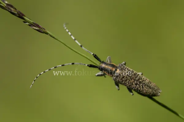 Fokus-Natur Bild