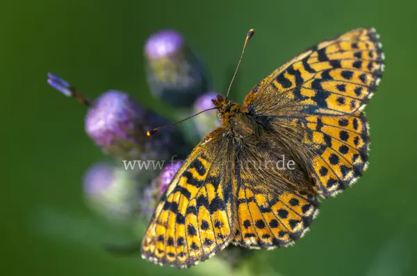 Fokus-Natur Bild