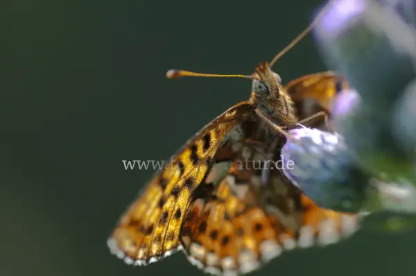 Fokus-Natur Bild