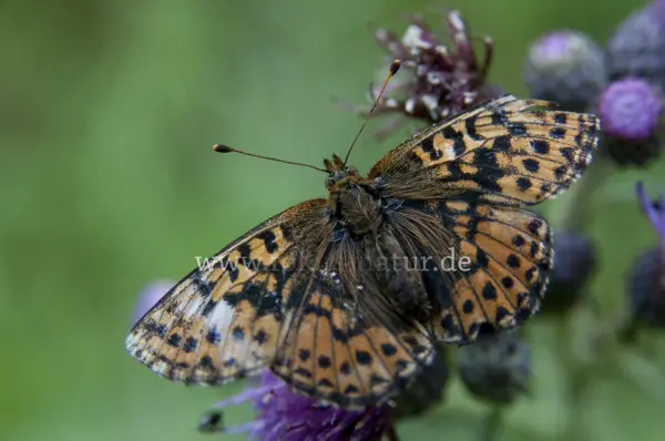 Fokus-Natur Bild