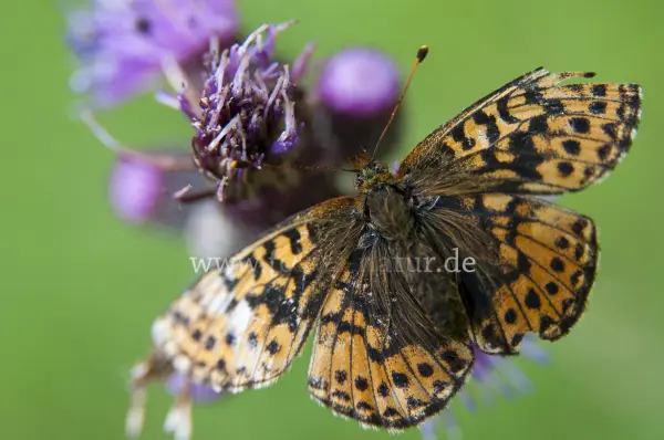 Fokus-Natur Bild
