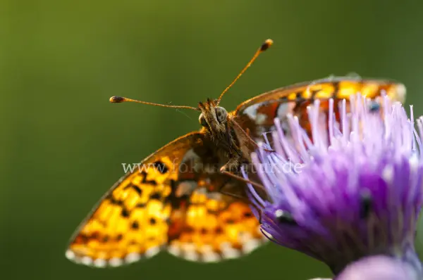 Fokus-Natur Bild