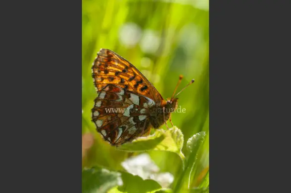 Fokus-Natur Bild