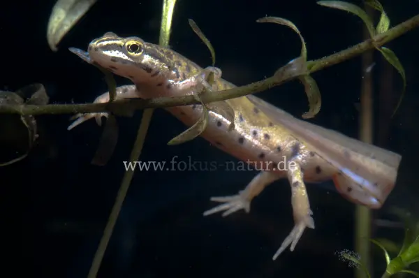 Fokus-Natur Bild