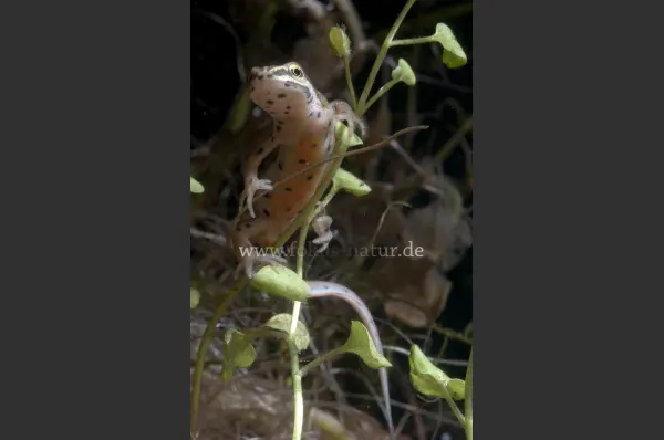 Fokus-Natur Bild